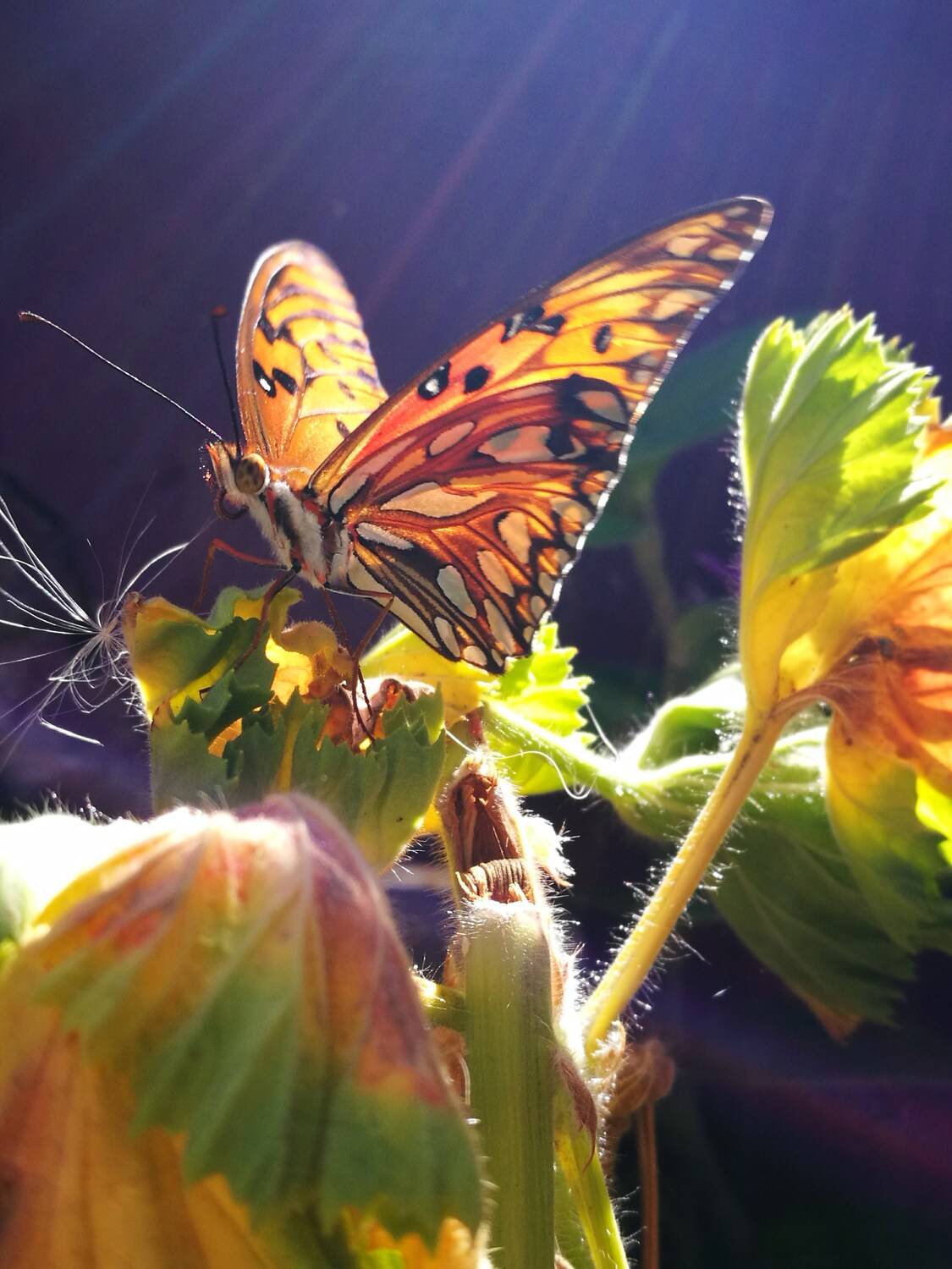 Efecto mariposa