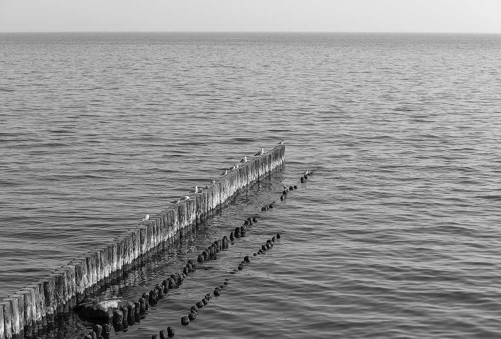 Зеленоградск. Территория птиц.