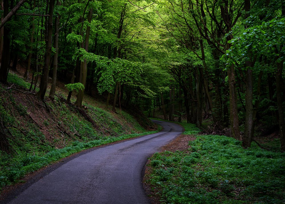 A way to a woodland realm