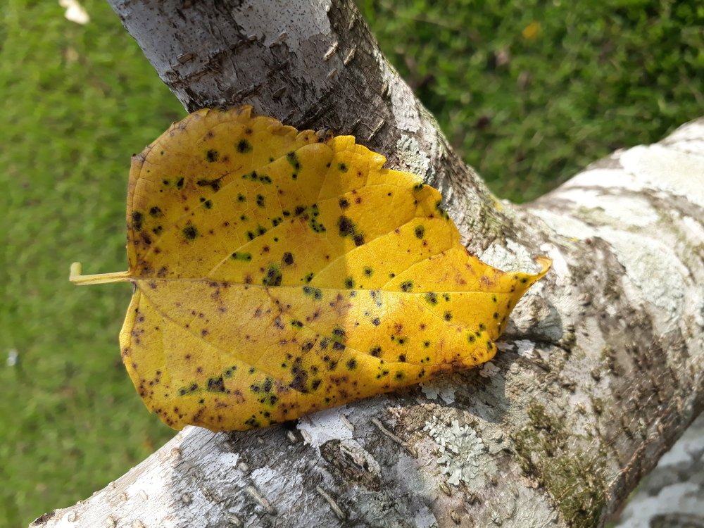 Autumn in the heart
