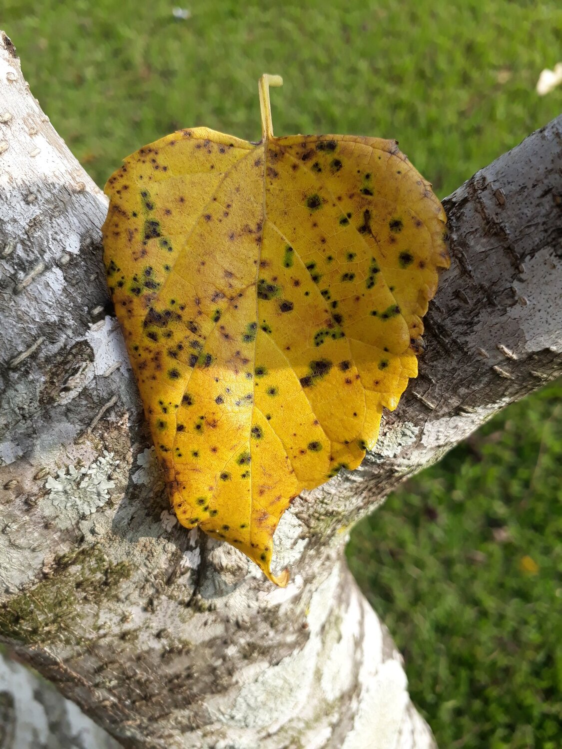 Autumn in the heart
