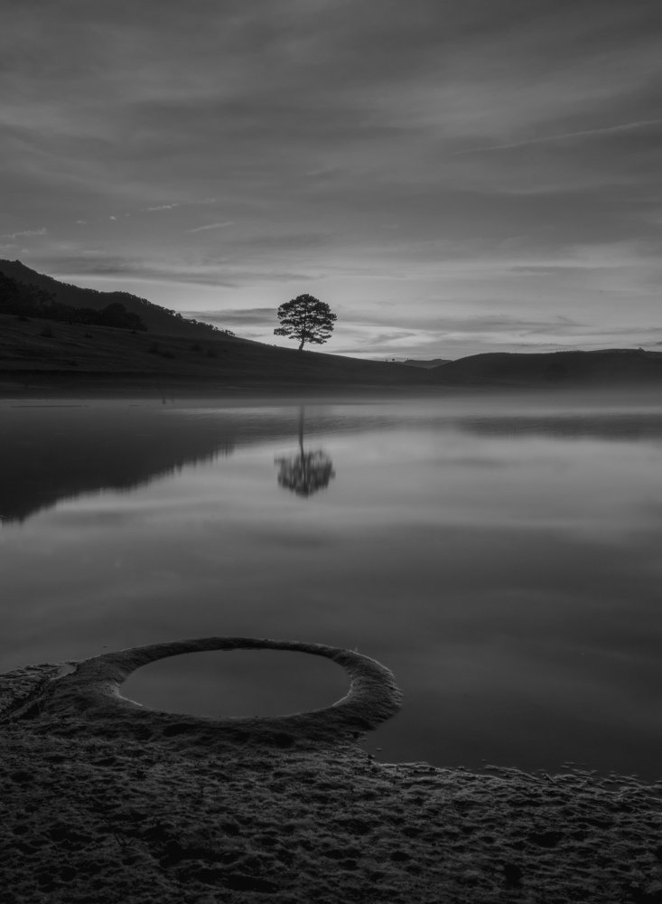 Lonely tree silhouettes