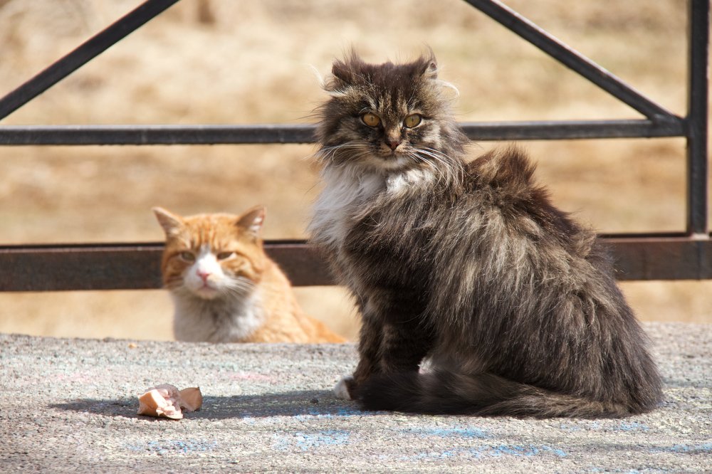 Про котов и сосиску