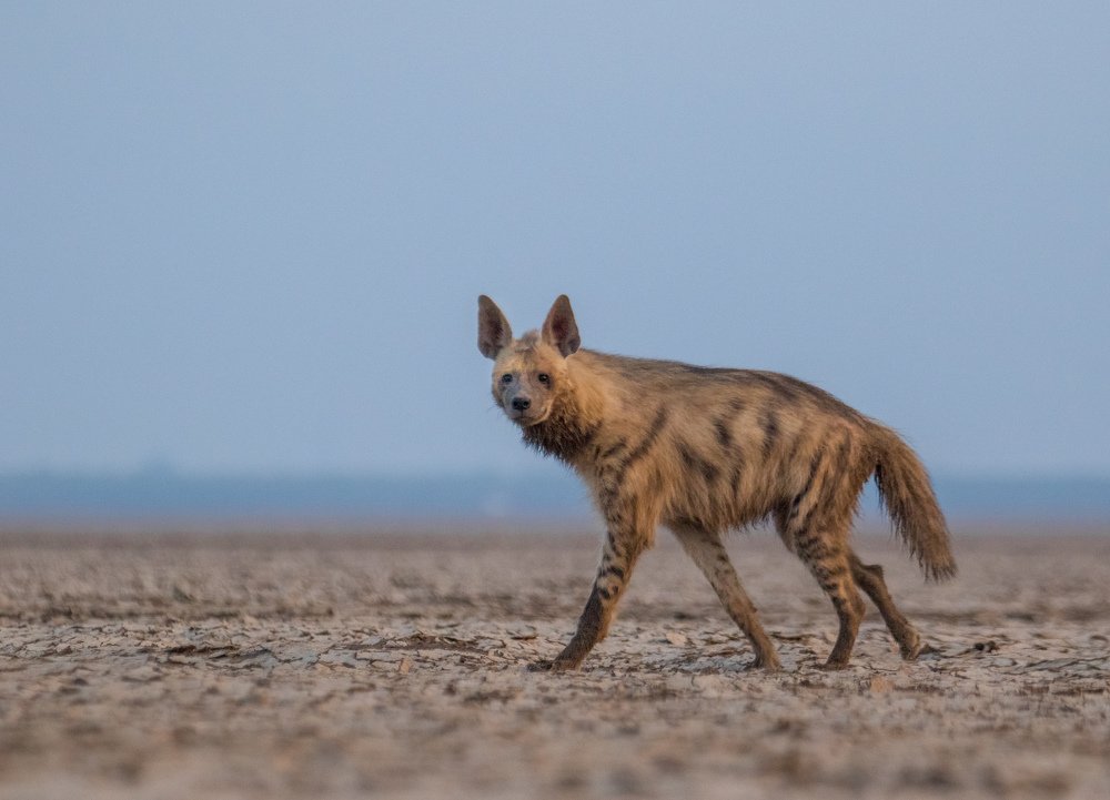 indian Striped Hyena