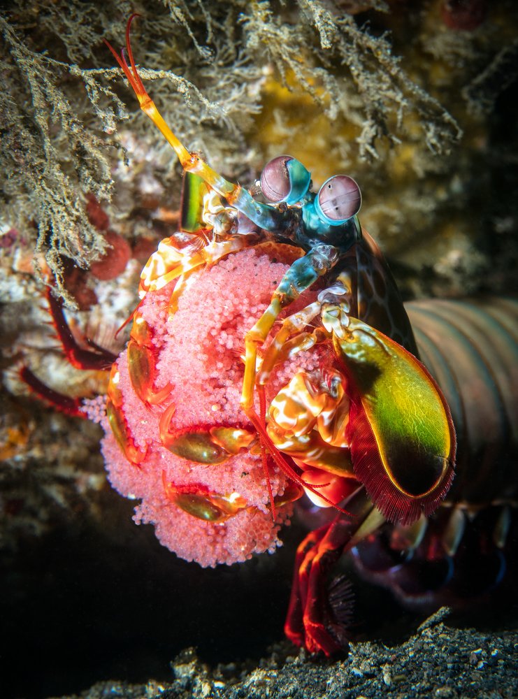 Детишек охапка