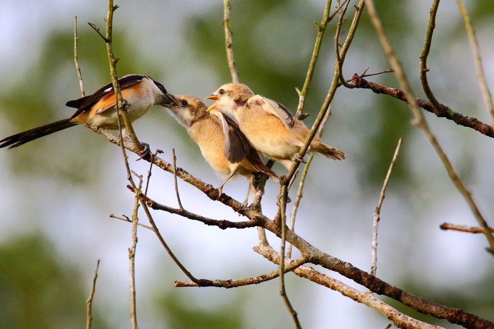 FIRST COME FIRST SERVE