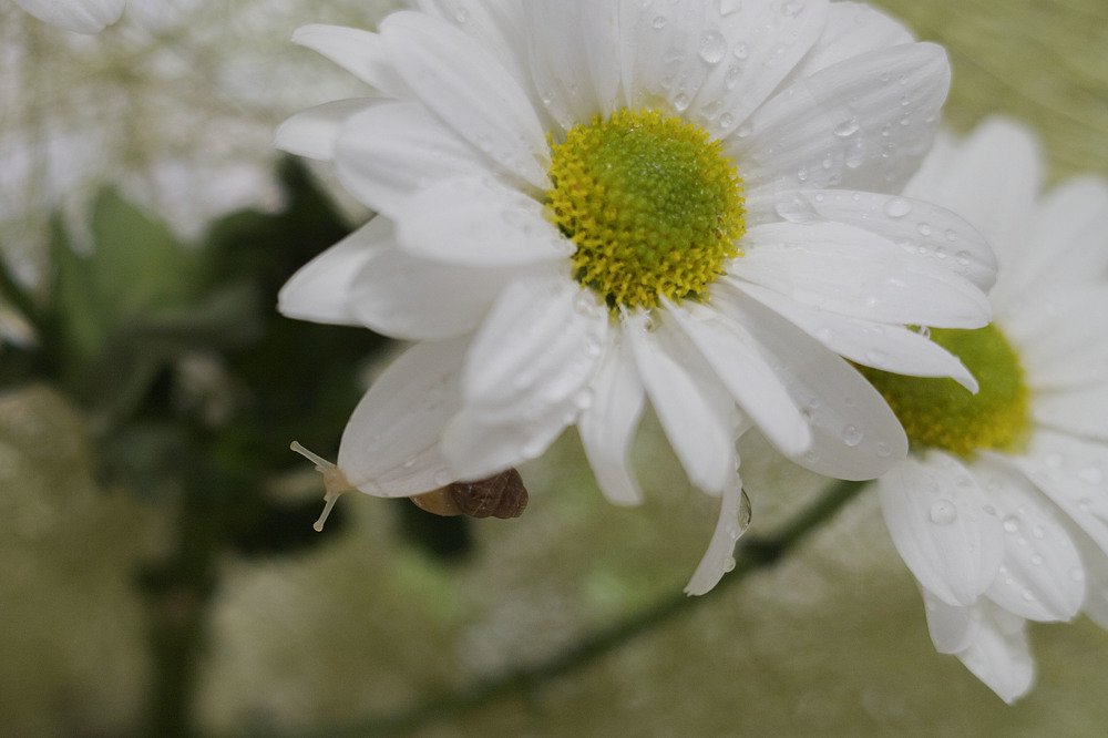 Photograph by Екатерина Вивюрская