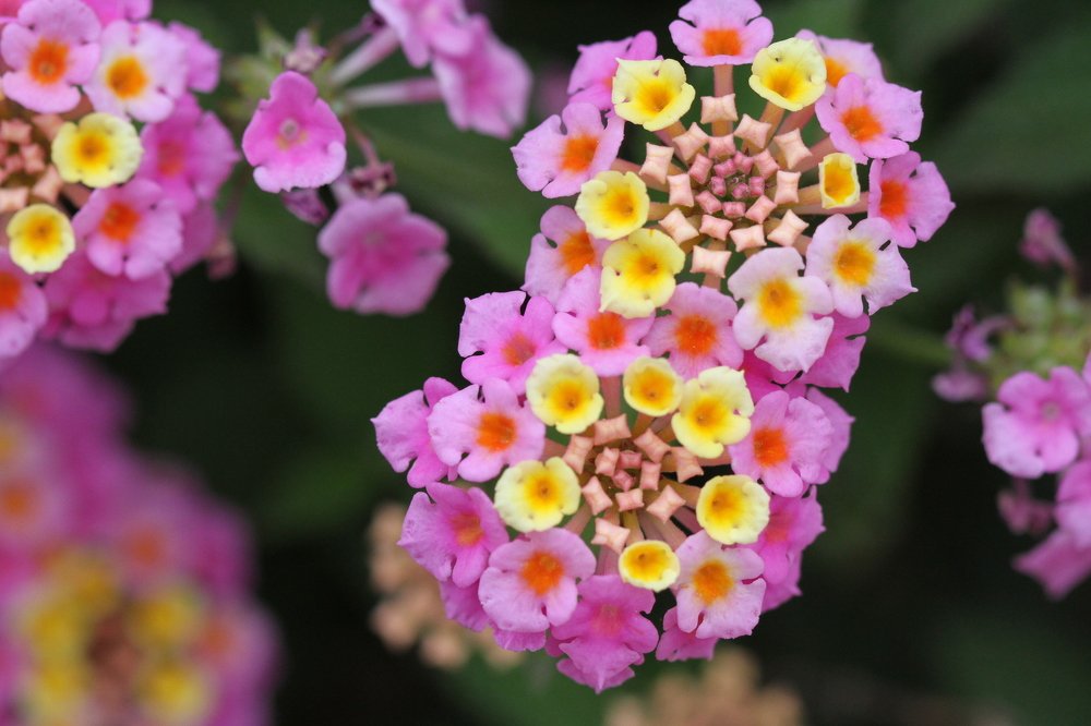 Лантана камара