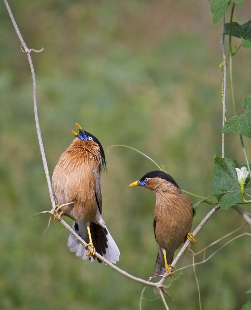 Brahminy starling