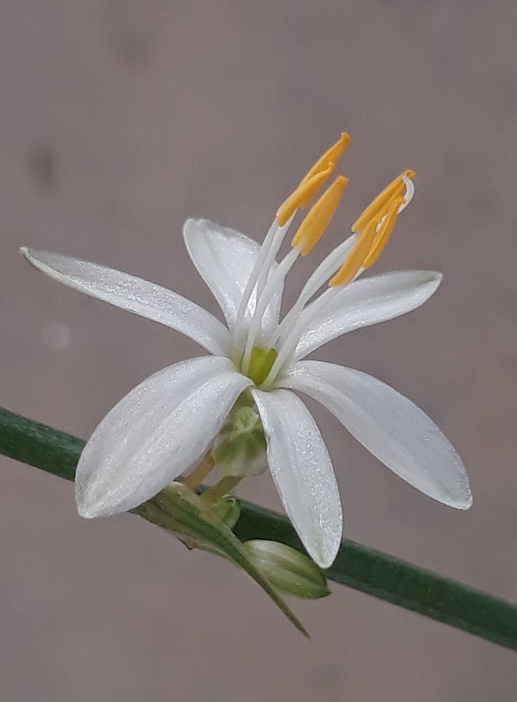 Closeup photography with mobile