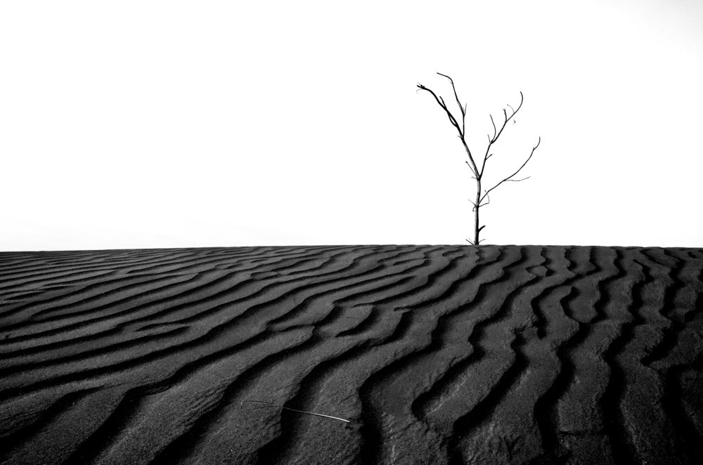 Tree in the desert