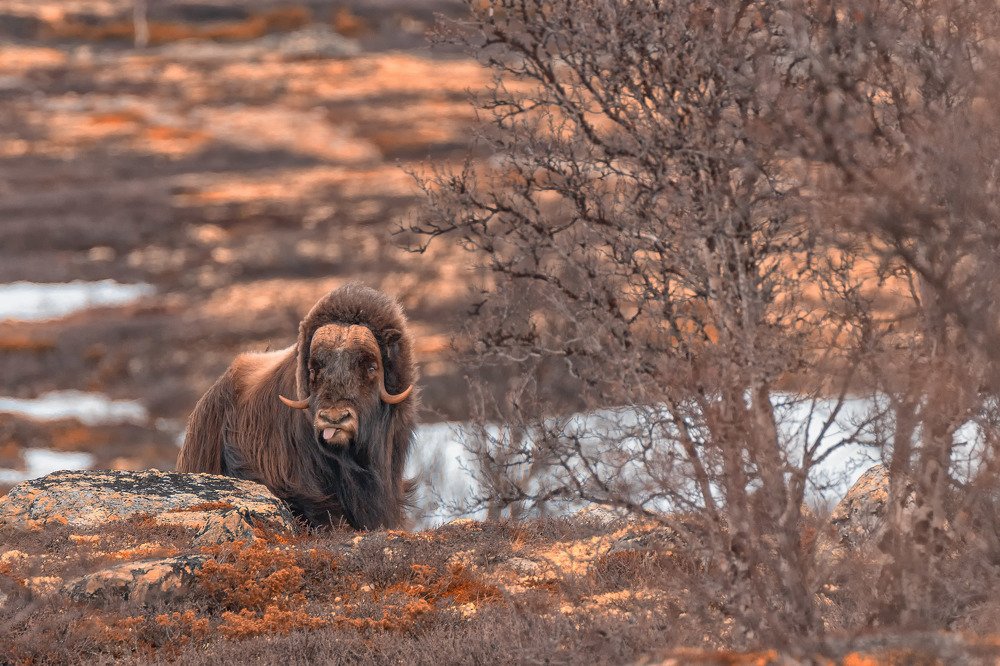 Musk ox