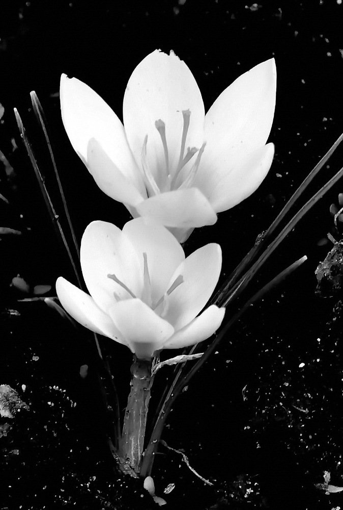 ПЕРВОЦВЕТ 2019 ГОД