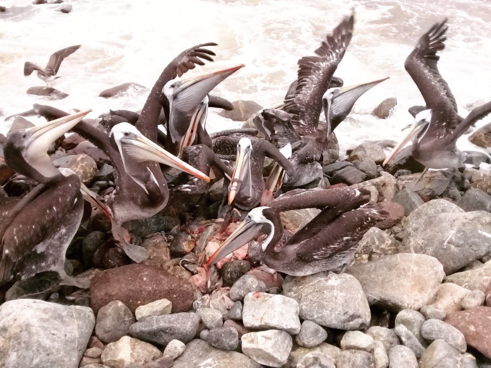 Pelicanos comiendo