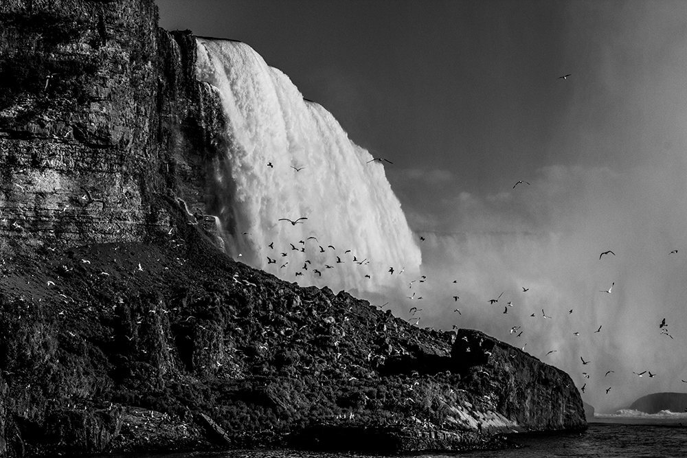 BIRDS OF NIAGARA FALLS
