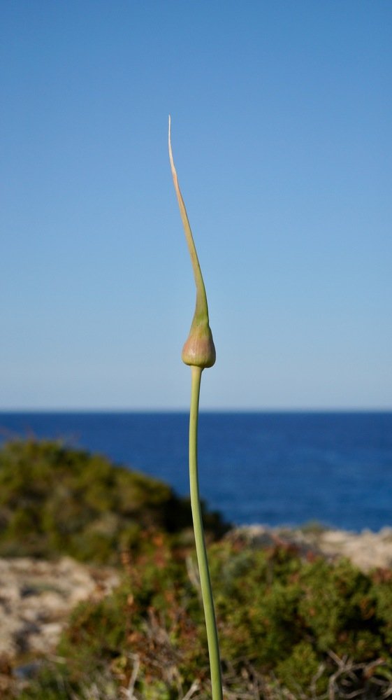 Photograph by Елена