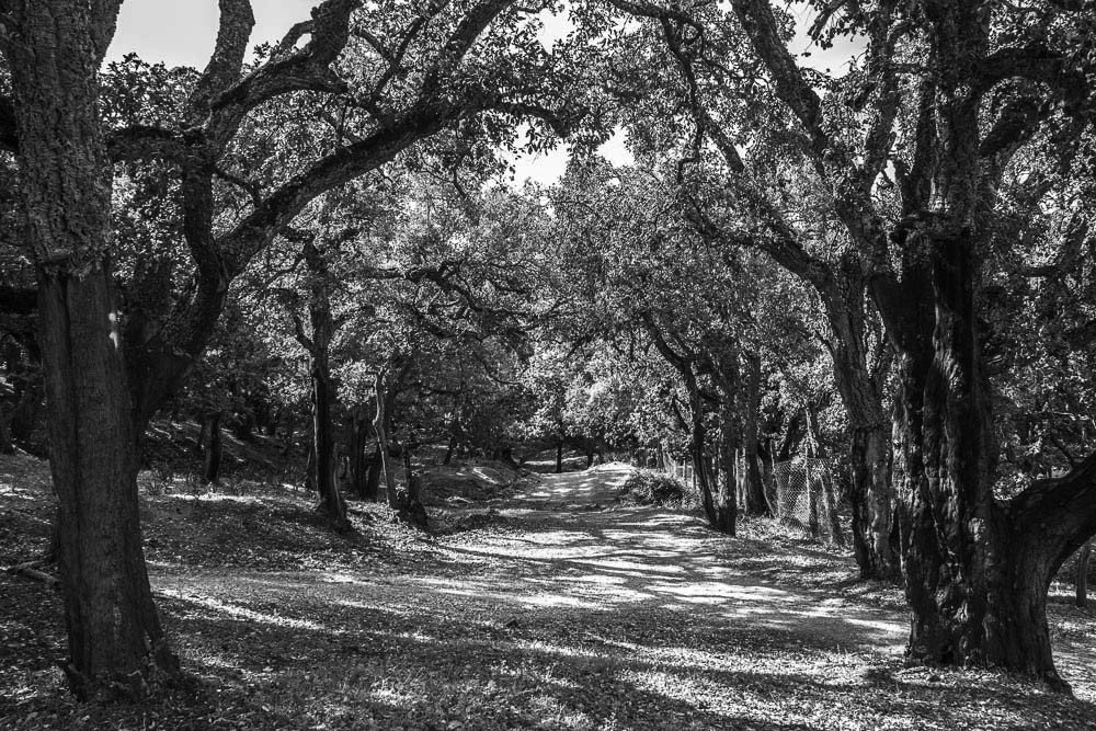 Aïn Soltane Tunisia