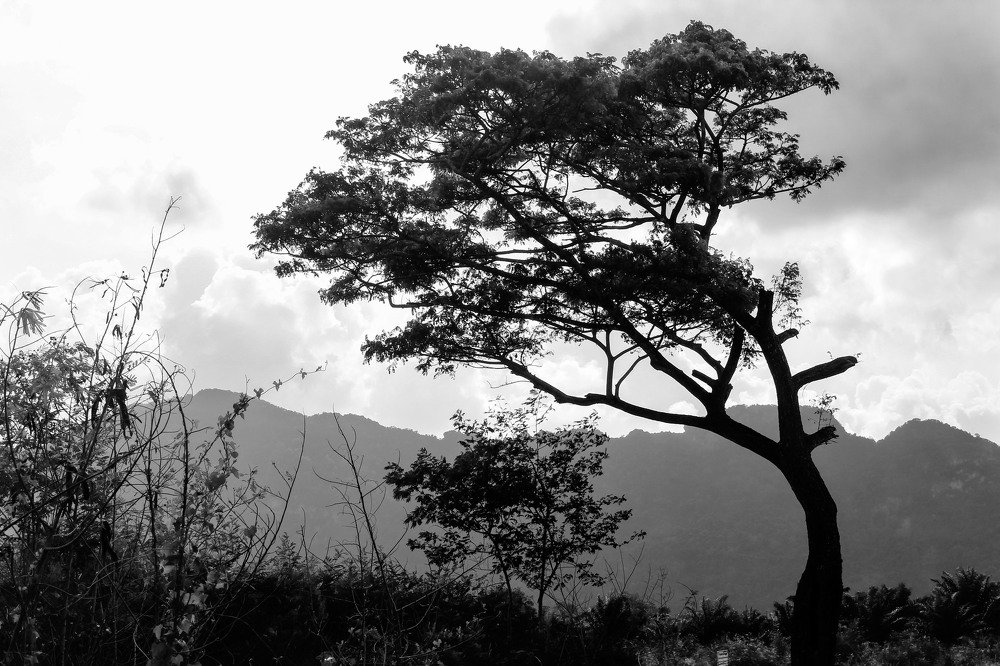 three infusions of a tree