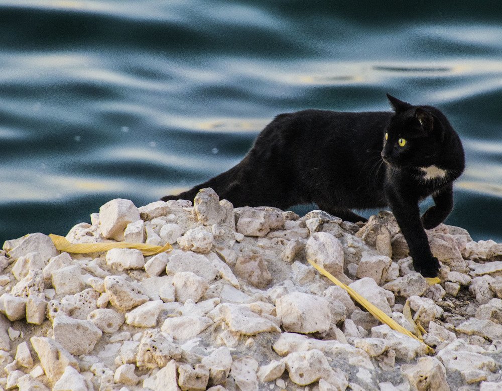 BLACK CAT