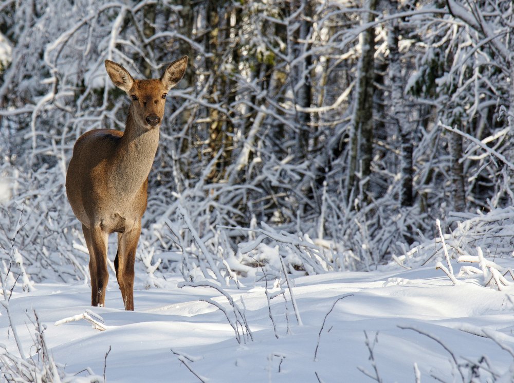 Оленуха зимой