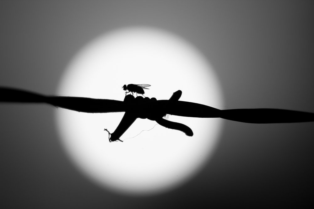 Resting on barbed wire