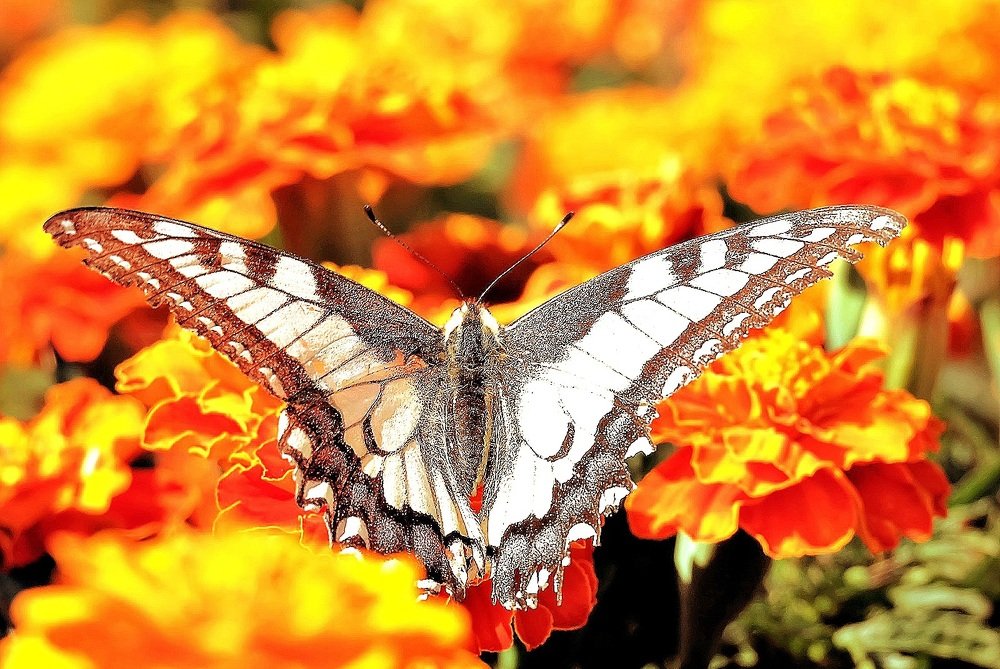 Летнее настроение.