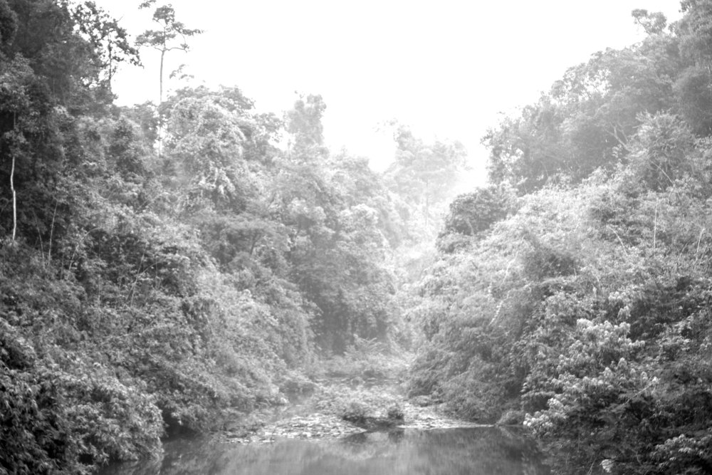 The Silent Power of Forest