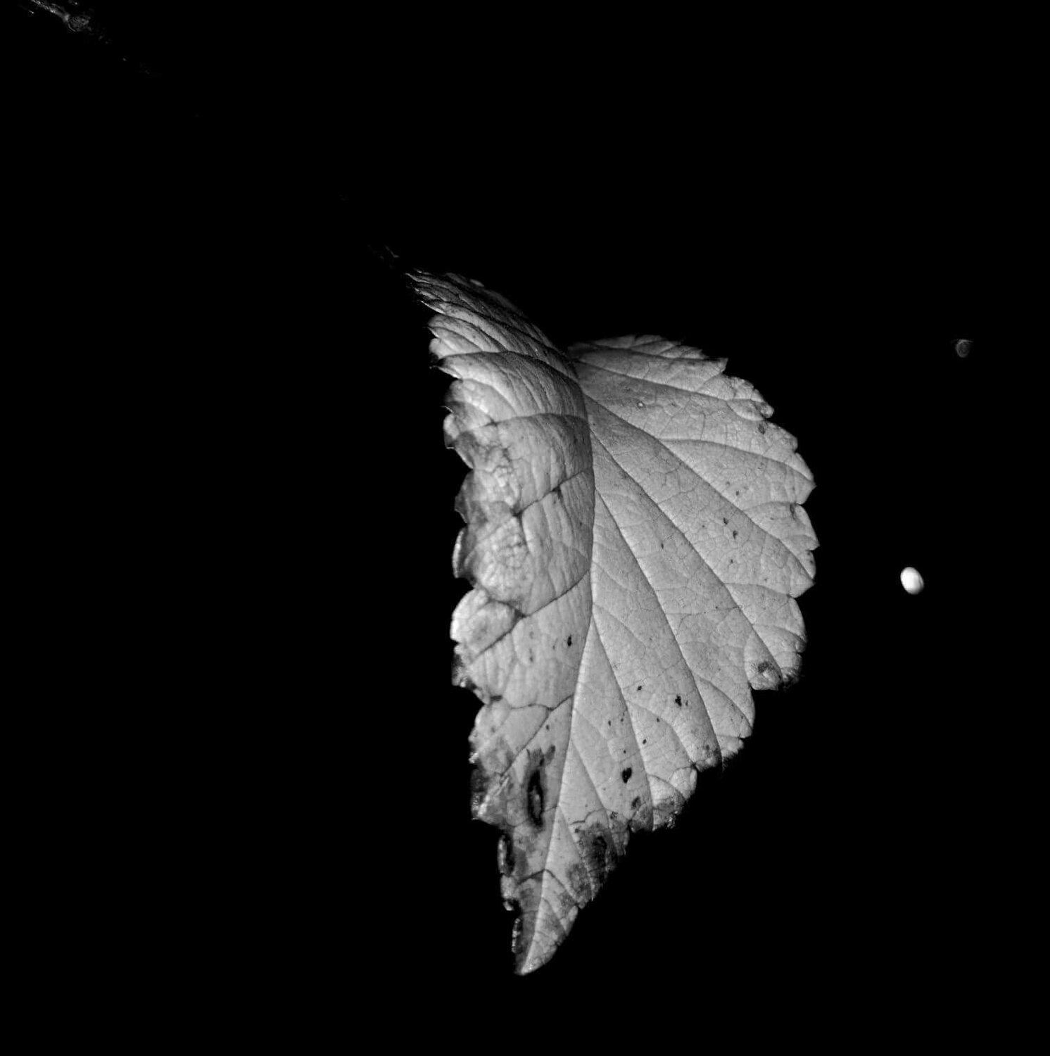 Lonely leaf