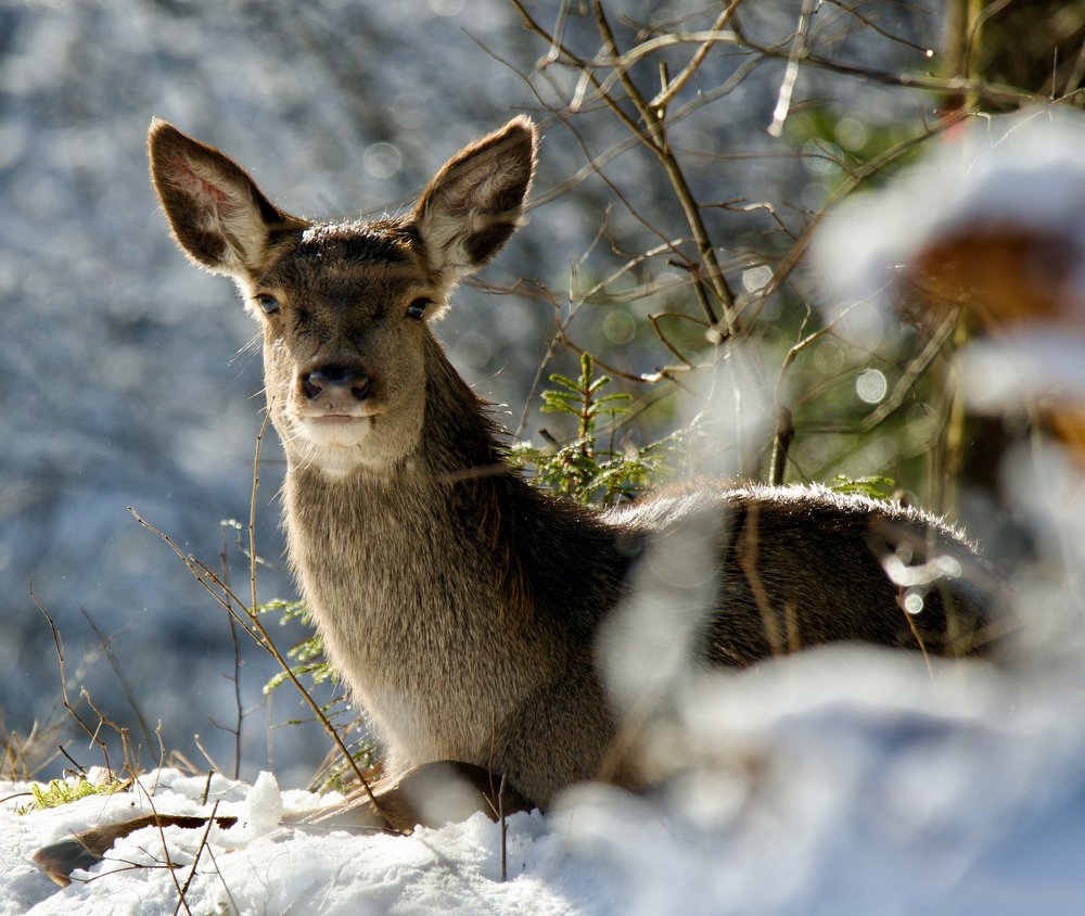 Оленуха в феврале