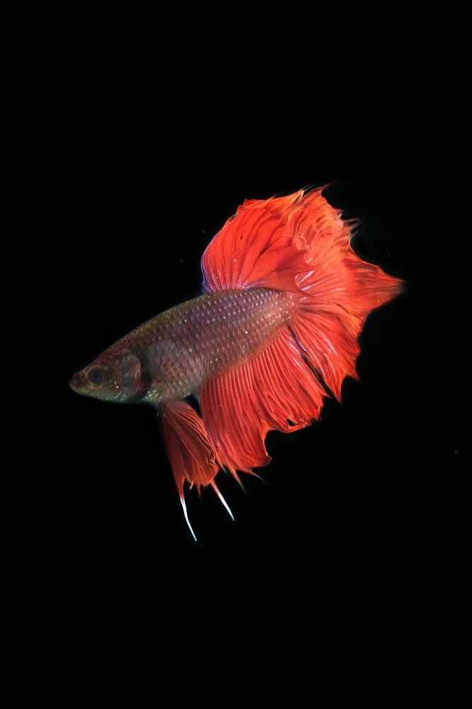 betta fish