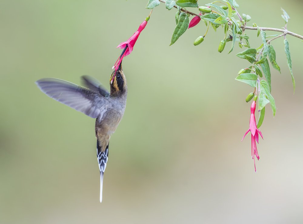 Scale-throated Hermit