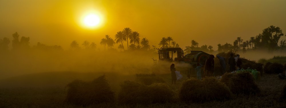 Harvesting Gold (Wheat Harvesting)