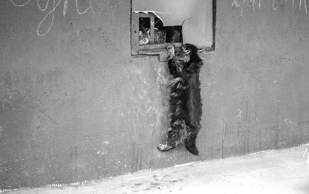 Муся, выходи!