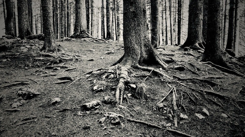 Photograph by Елена