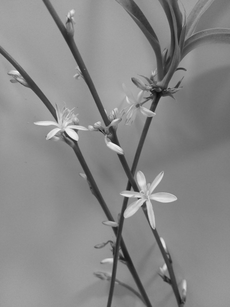 Цветущий спатифиллум