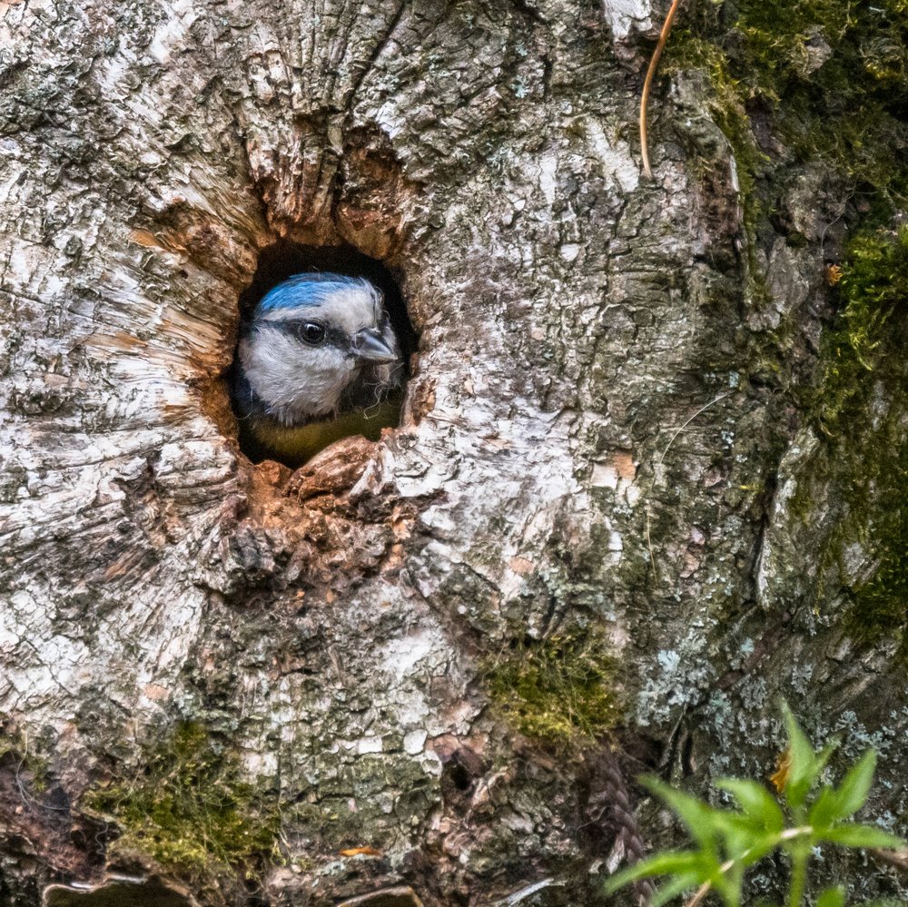 Отель березовый, лазоревские апартаменты...