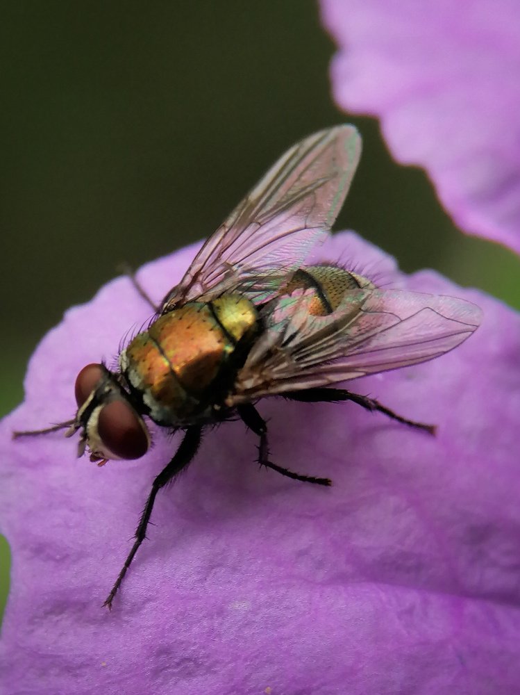 Fly on rest