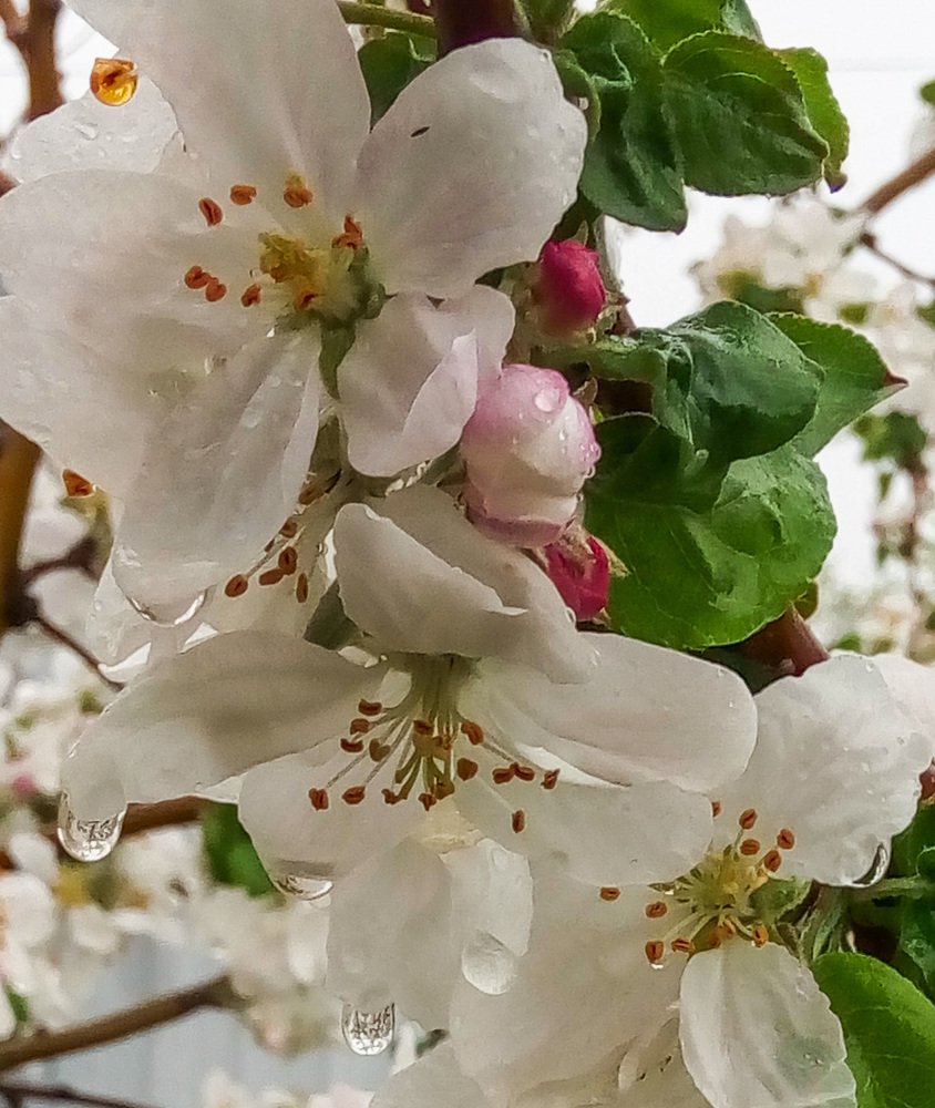 Майский дождь.