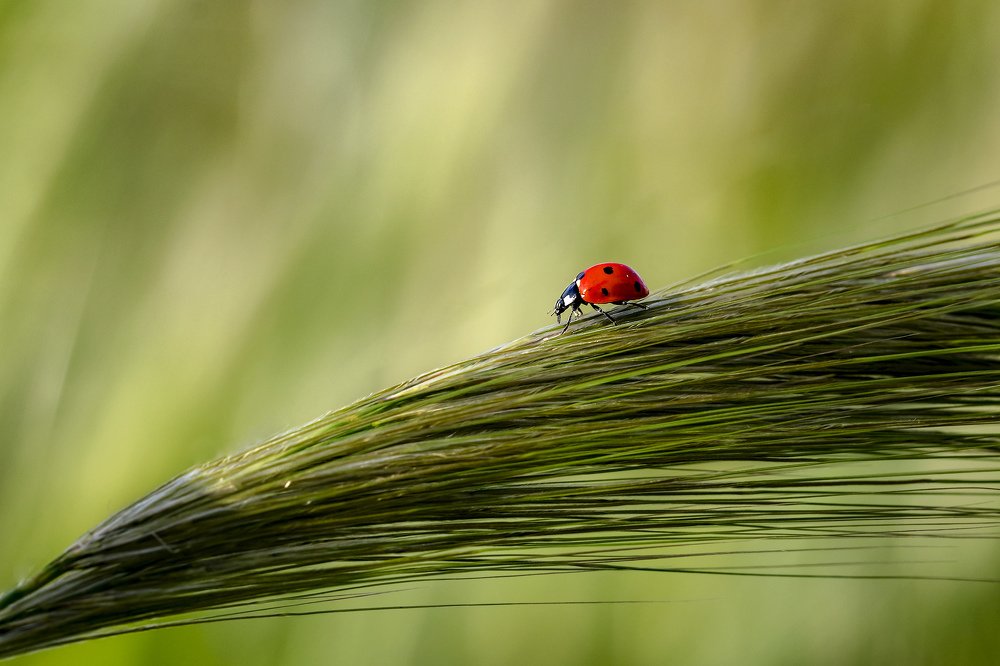 Фотография автора ziba alirezaei58