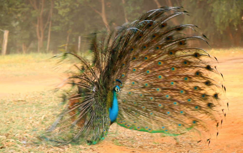 peacock, making the court