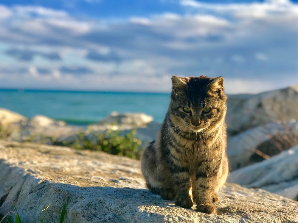 Stray cat at the beach