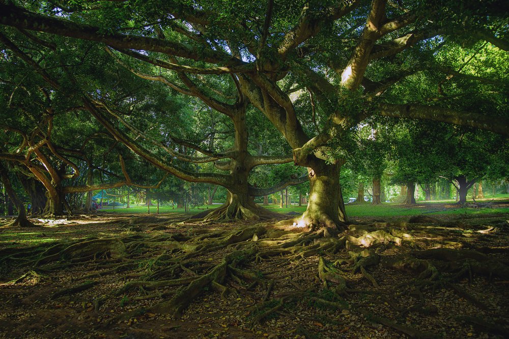 Королевский Ботанический сад. Канди. Шри-Ланка.