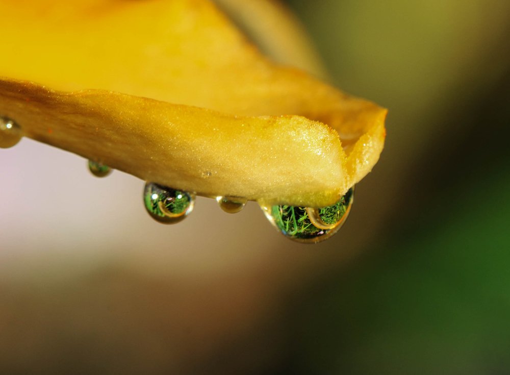 Отражение лета