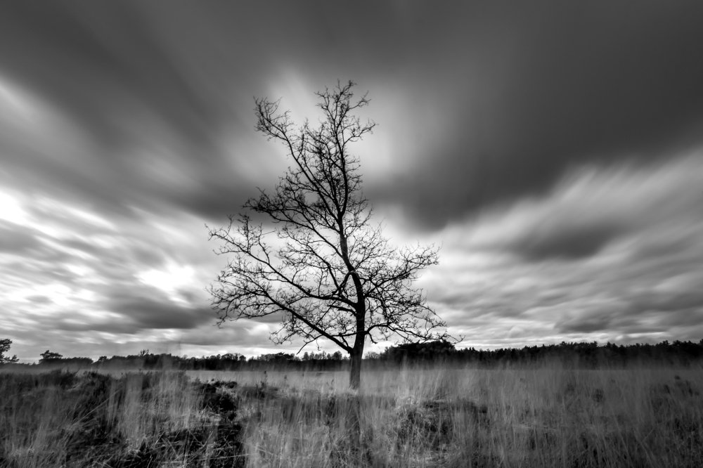 Tree before the storm.