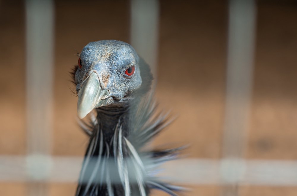 Терминатор