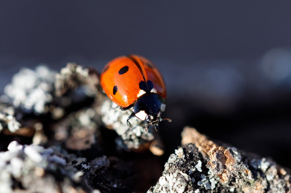 Божья коровка