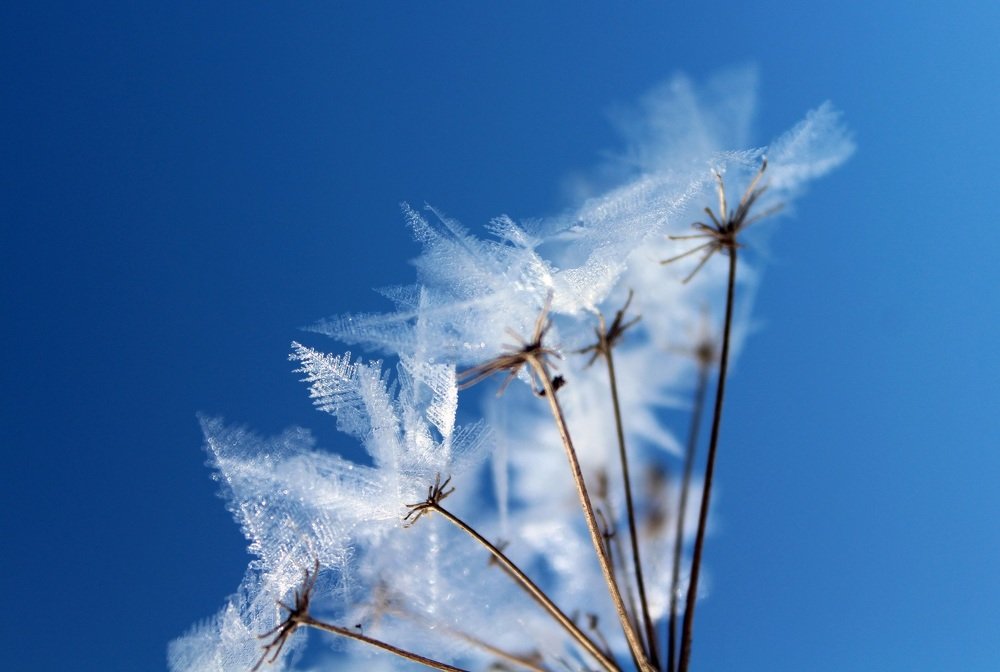 Ледяное соцветие