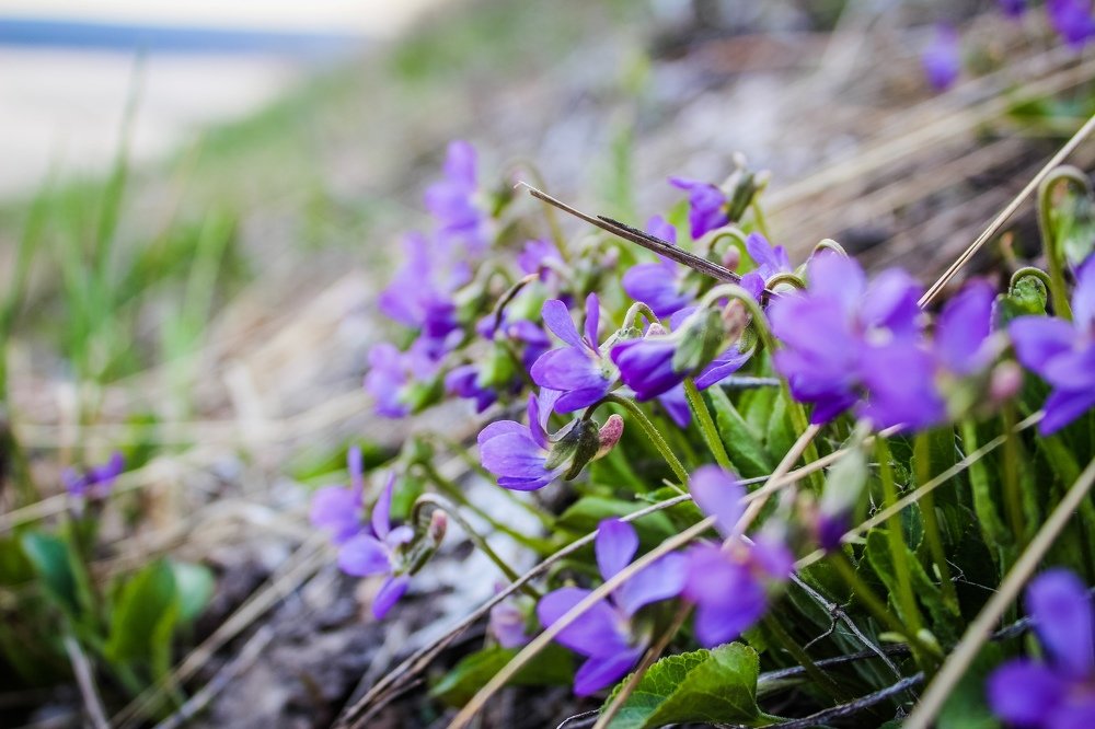 Дикая Фиалка