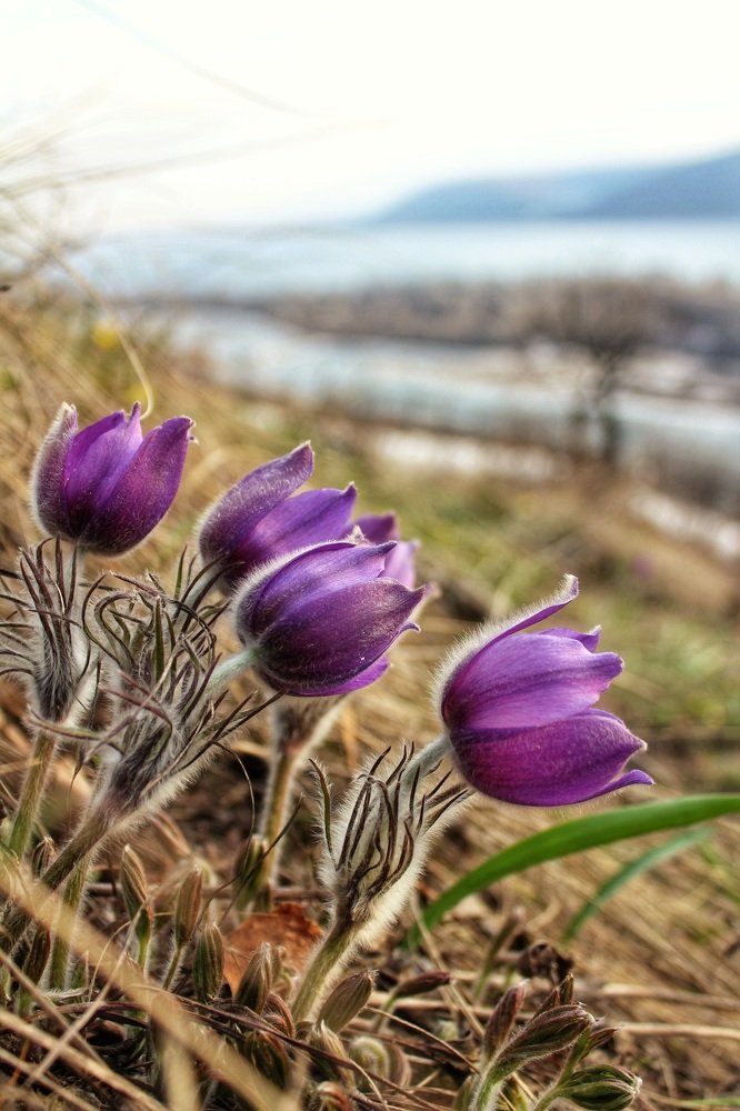 Наш прострел везде поспел