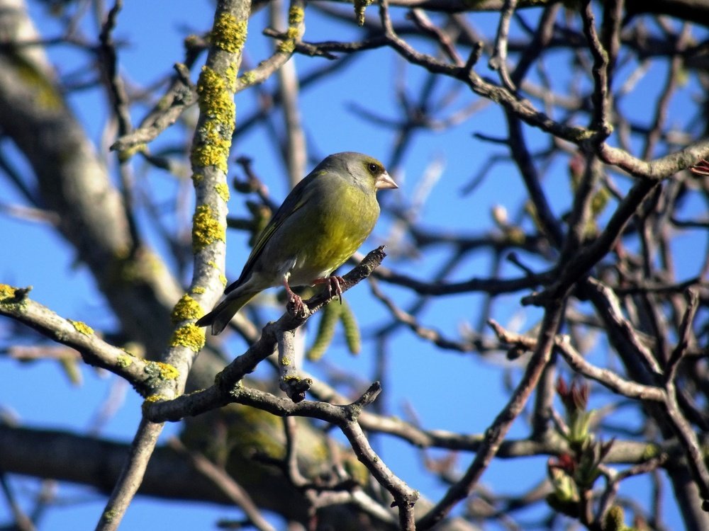 Goldfinch  Щегол-зеленушка